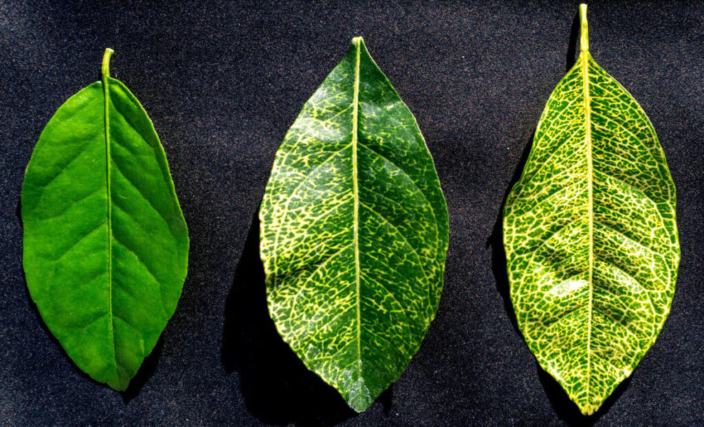 Citrus Greening Disease treatment